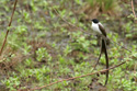 Long-tailed martin